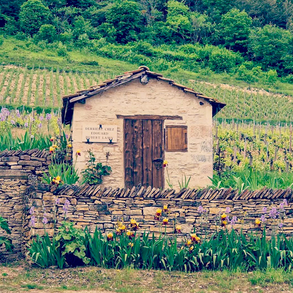 Cabotte de vigne du Domaine Hubert Lamy