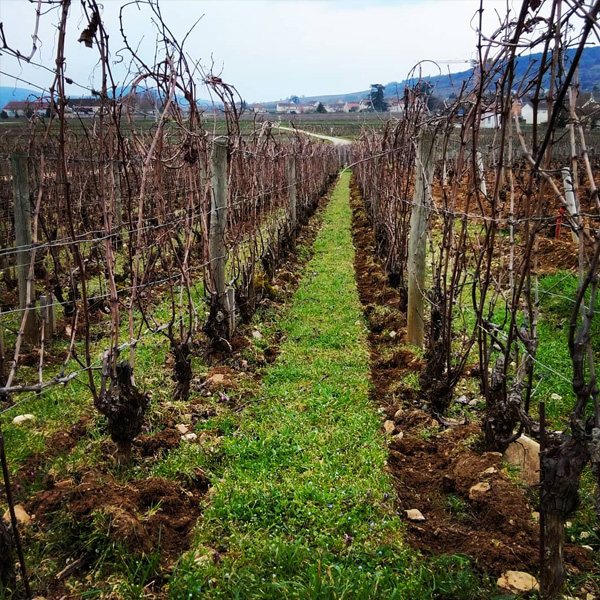 Vignes du Domaine Hubert Lamy