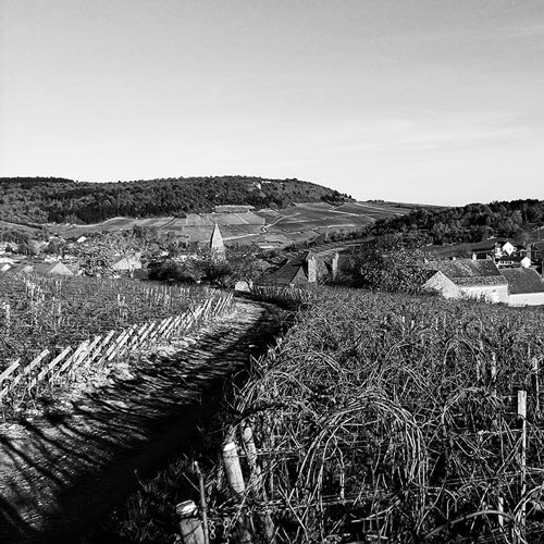 Vignes du Domaine Hubert Lamy