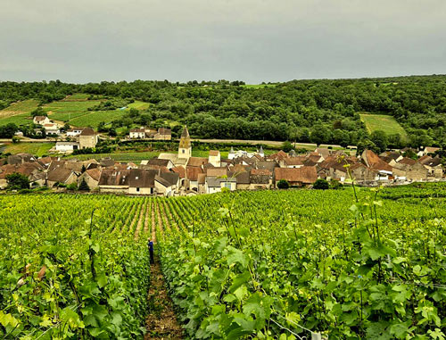 Vignes du Domaine Hubert Lamy