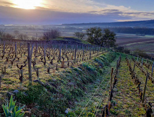 Vignes du Domaine Hubert Lamy