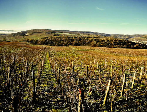 Vignes du Domaine Hubert Lamy
